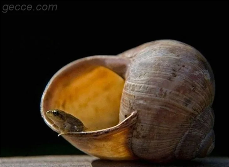 İNTERNETTEN SEÇKİLER