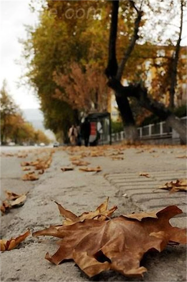 SONBAHARDAN KALANLAR