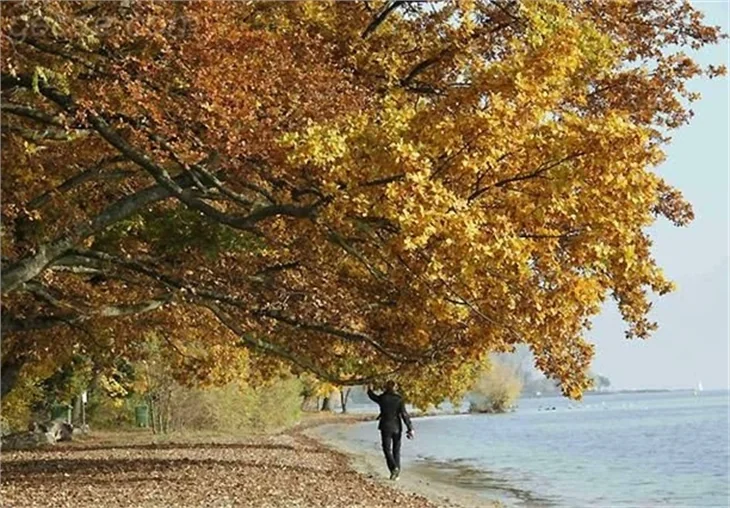 SONBAHARDAN KALANLAR