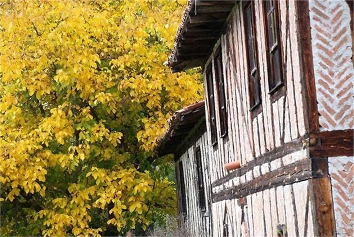 SONBAHARDAN KALANLAR