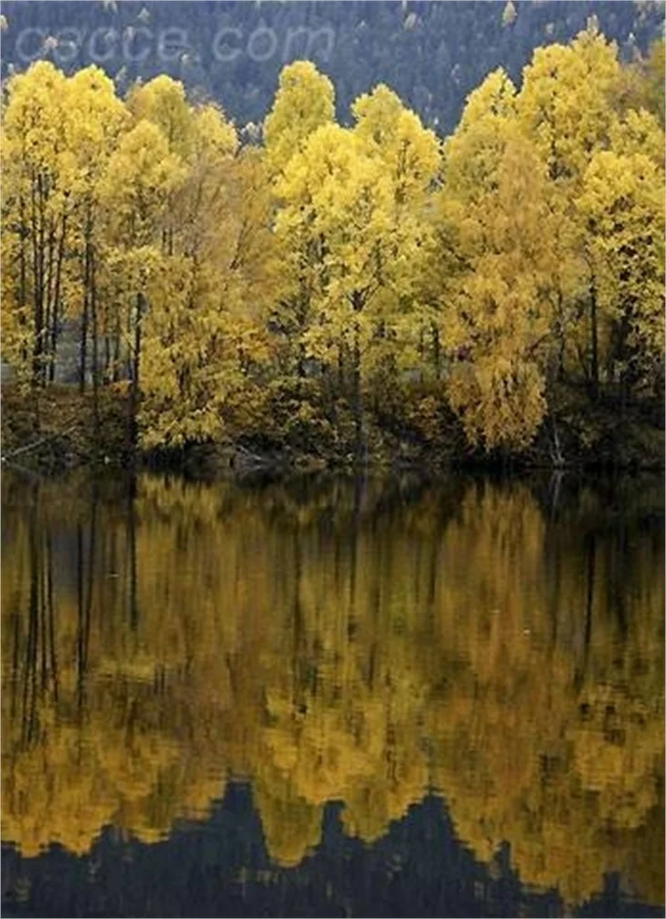 SONBAHARDAN KALANLAR