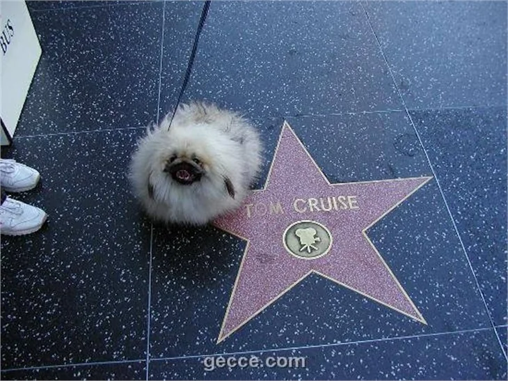 HOLLYWOOD