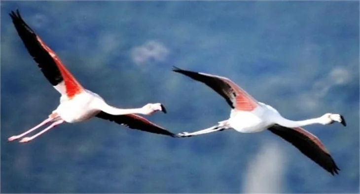 Bodrum'un flamingoları bu yıl erkenden geldi