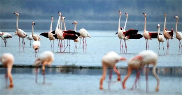 Bodrum'un flamingoları bu yıl erkenden geldi