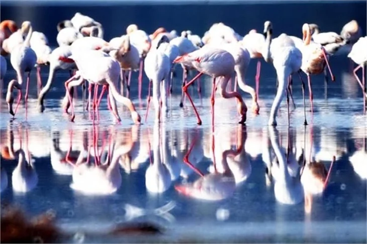 Bodrum'un flamingoları bu yıl erkenden geldi