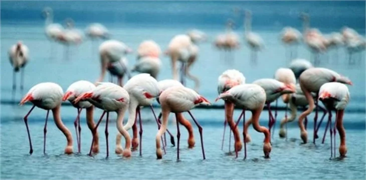 Bodrum'un flamingoları bu yıl erkenden geldi