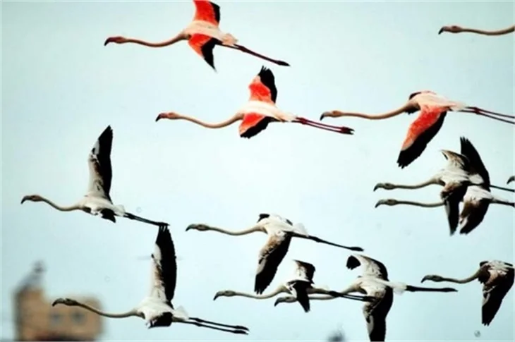 Bodrum'un flamingoları bu yıl erkenden geldi