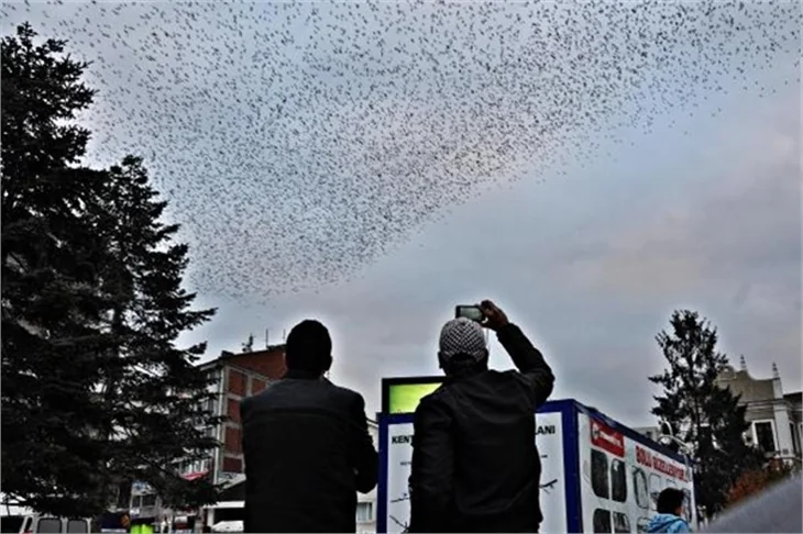 Sığırcıkların muhteşem dans gösterisi