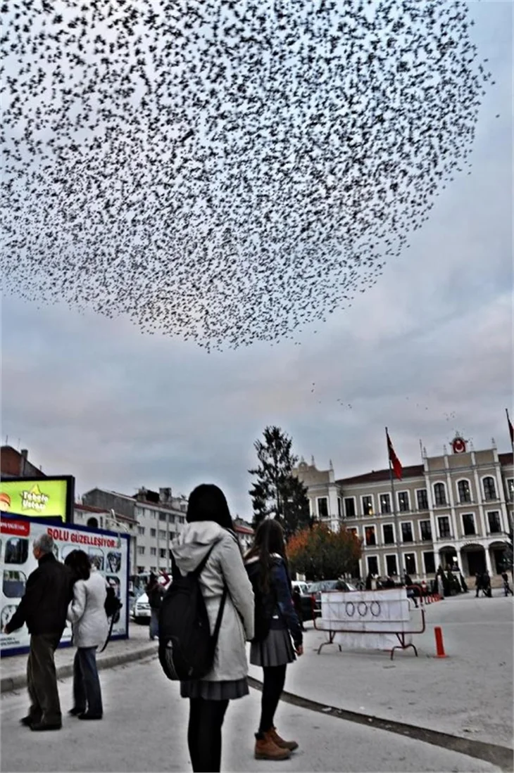 Sığırcıkların muhteşem dans gösterisi