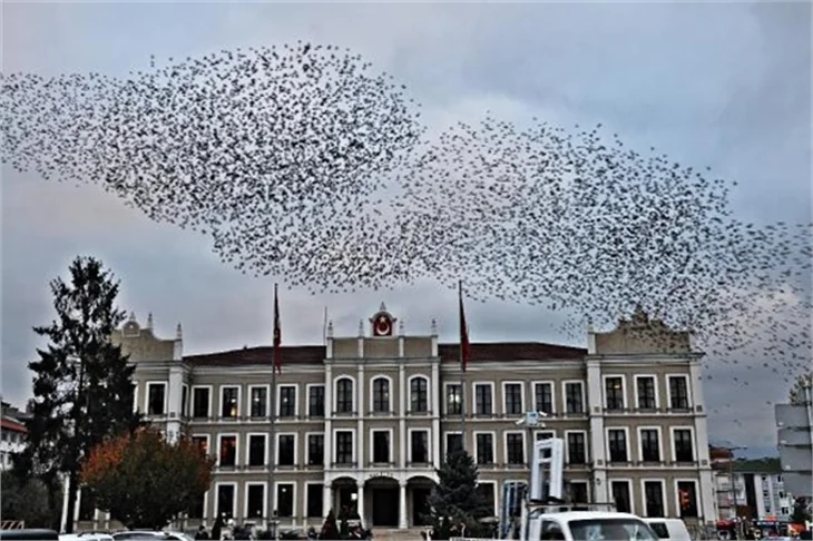 Sığırcıkların muhteşem dans gösterisi