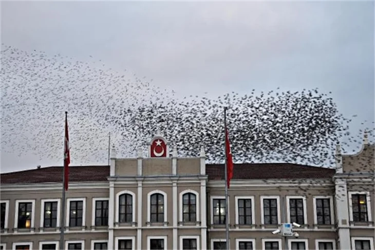 Sığırcıkların muhteşem dans gösterisi