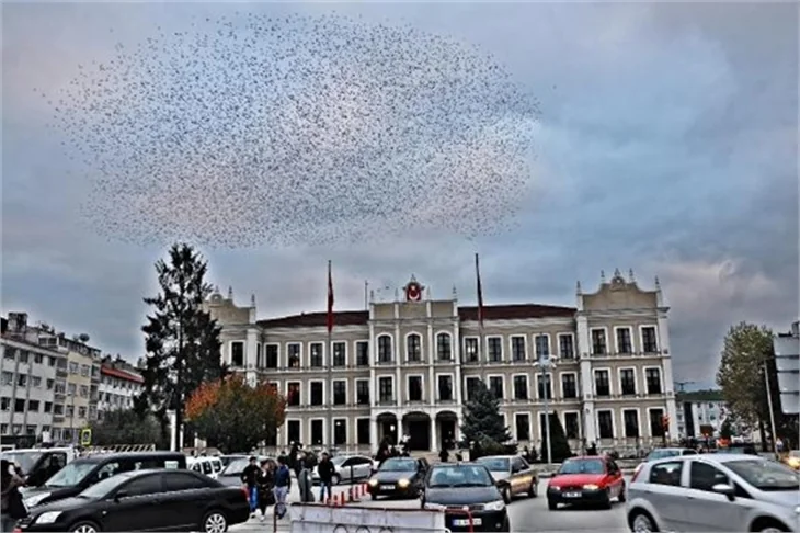 Sığırcıkların muhteşem dans gösterisi