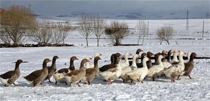 Kars kazlarının 35 dakikalık belgeseli