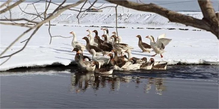 Kars kazlarının 35 dakikalık belgeseli