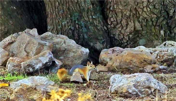 Mardin Mazıdağı'nda sincapların kış hazırlığı