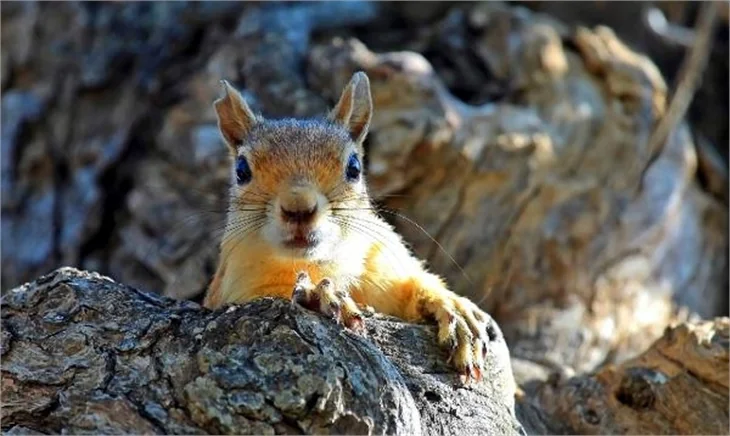 Mardin Mazıdağı'nda sincapların kış hazırlığı