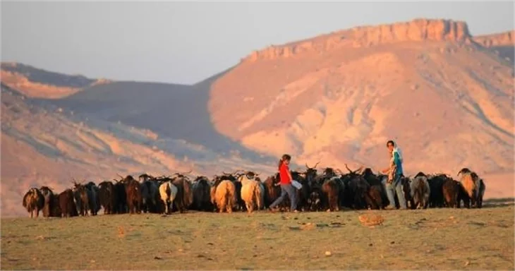 Mardin Mazıdağı'nda sincapların kış hazırlığı