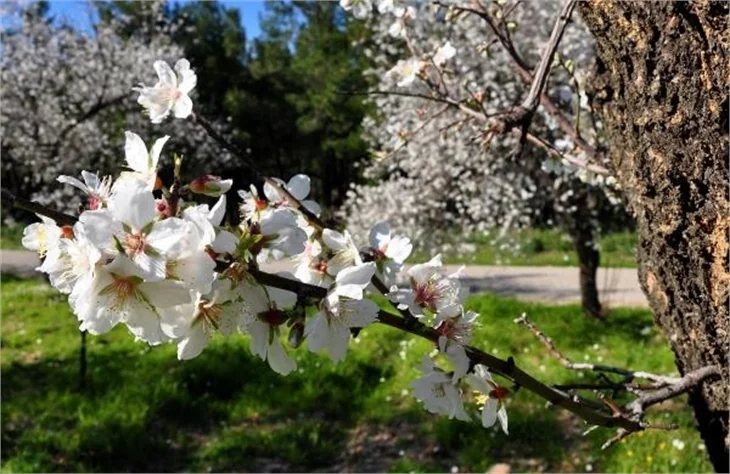 Datça'ya bahar erken geldi