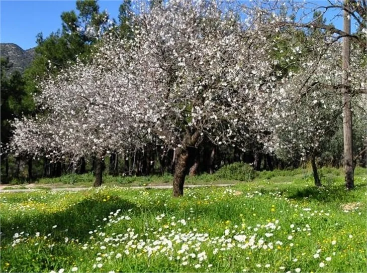 Datça'ya bahar erken geldi