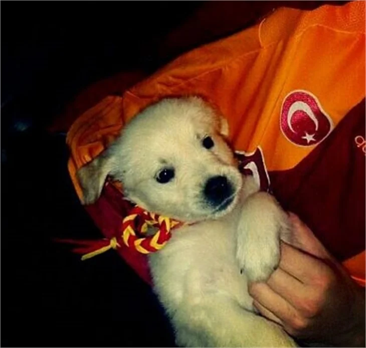 Çılgın taraftar