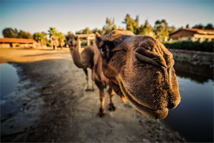 Bu fotoğraflar Afrika'da değil, İzmir'de çekildi