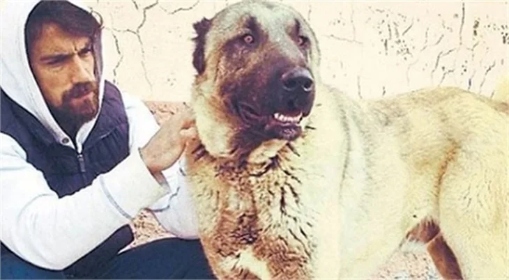 İbrahim Çelikkol'a Selçuk Şahin sorulunca...