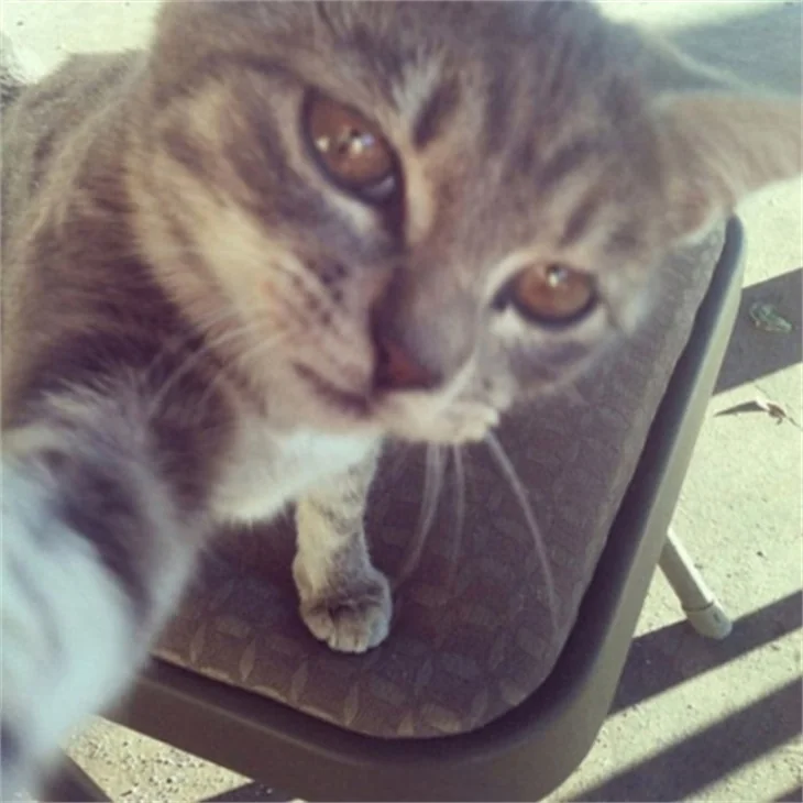 Selfie ustası kediler!