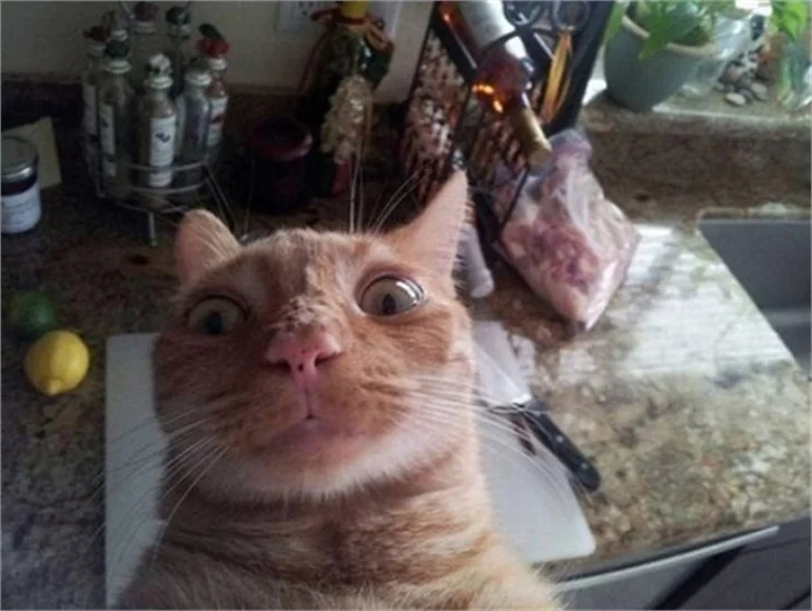 Selfie ustası kediler!