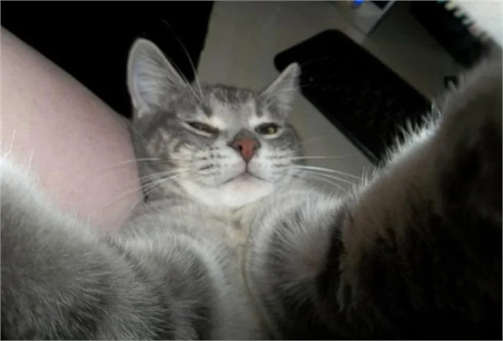 Selfie ustası kediler!