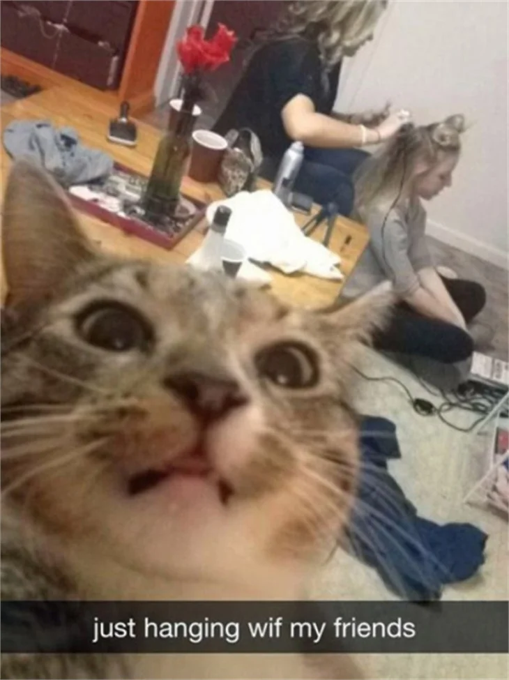 Selfie ustası kediler!