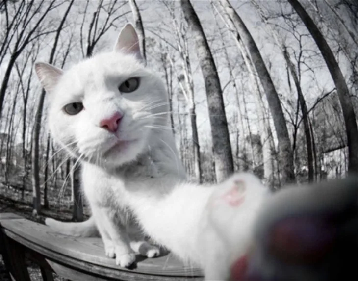 Selfie ustası kediler!
