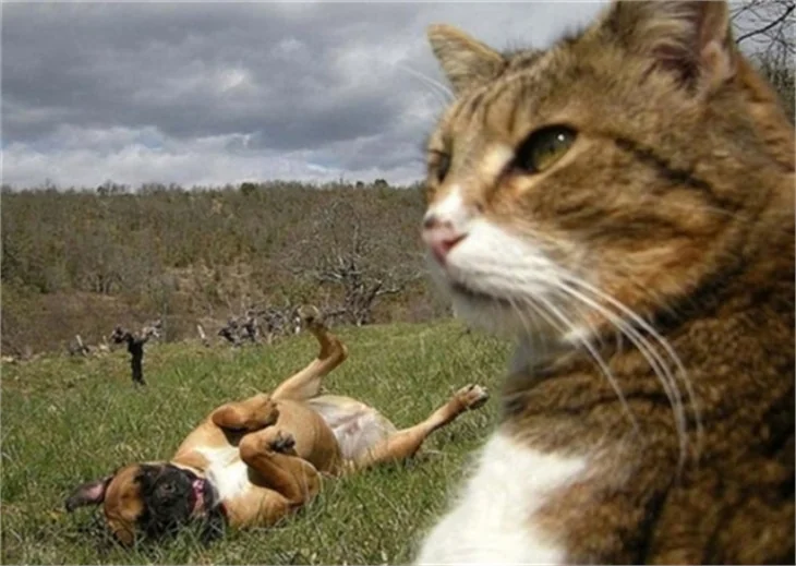 Selfie ustası kediler!