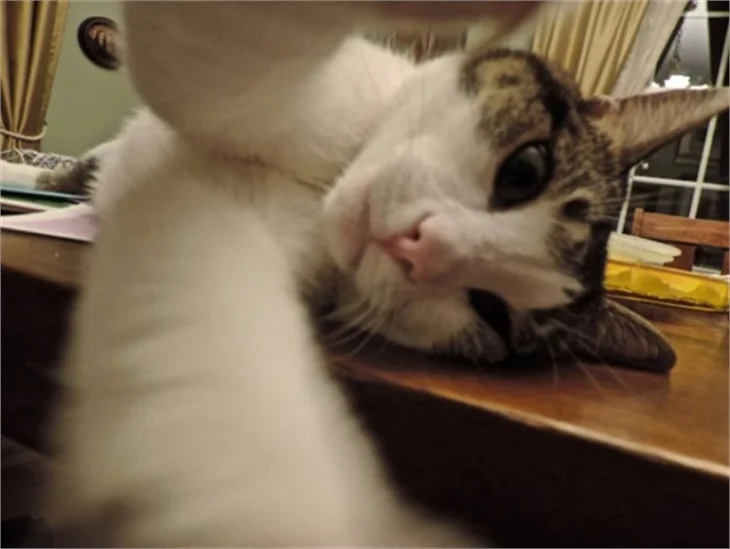Selfie ustası kediler!
