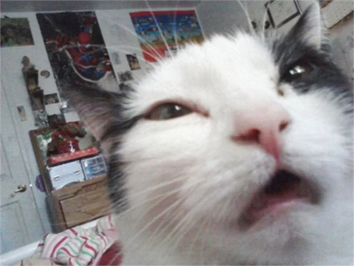 Selfie ustası kediler!