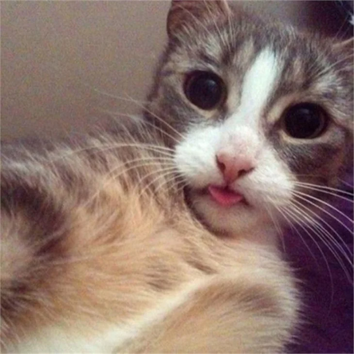 Selfie ustası kediler!