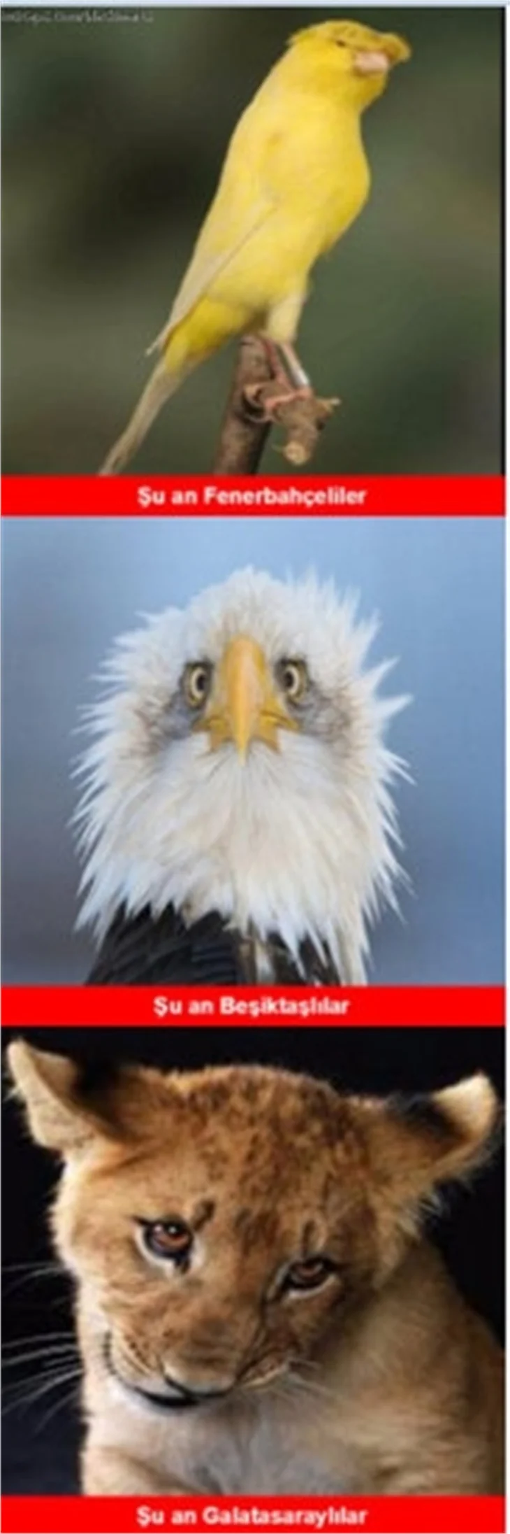 Fenerbahçe-Beşiktaş caps'leri!