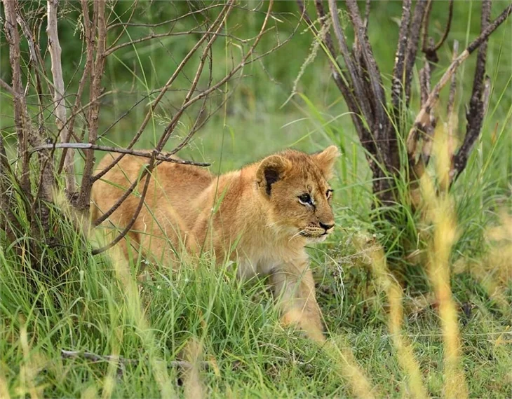 Dilara Öztunç sevgilisiyle Kenya'da