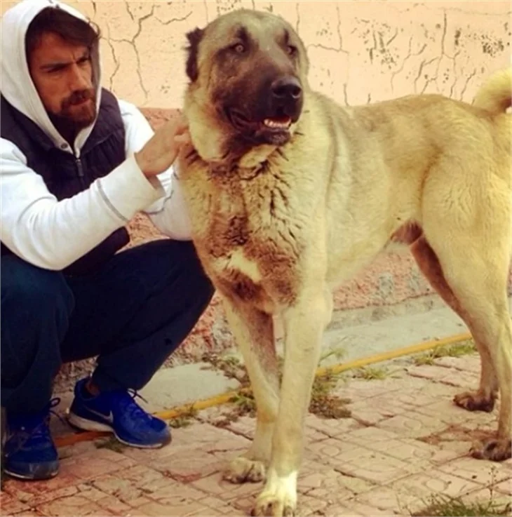 İşte ünlülerin hayvanları!