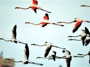 Bodrum'un flamingoları bu yıl erkenden geldi