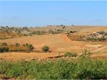 Mardin Mazıdağı'nda sincapların kış hazırlığı
