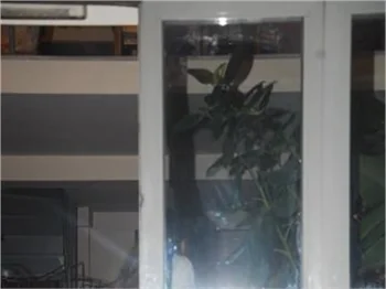 Serenay Sarıkaya ile Hazar Ergüçlü'nün anlamsız paniği!