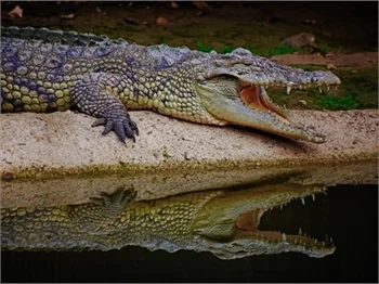 Bu fotoğraflar Afrika'da değil, İzmir'de çekildi