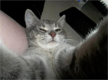 Selfie ustası kediler!