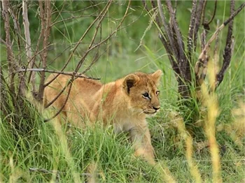 Dilara Öztunç sevgilisiyle Kenya'da